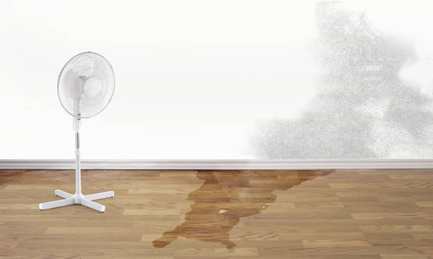 Best Basement water damage restoration  in Largo, MD